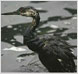 Gulf-Oil-Spill